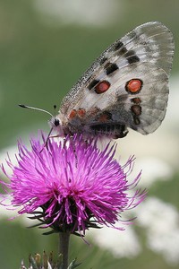 Motyl niepylak Apollo